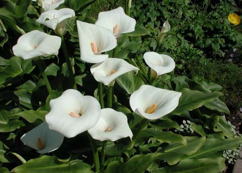 Hoa loa kèn trắng tượng trưng cho sự trinh nguyên, trong trắng